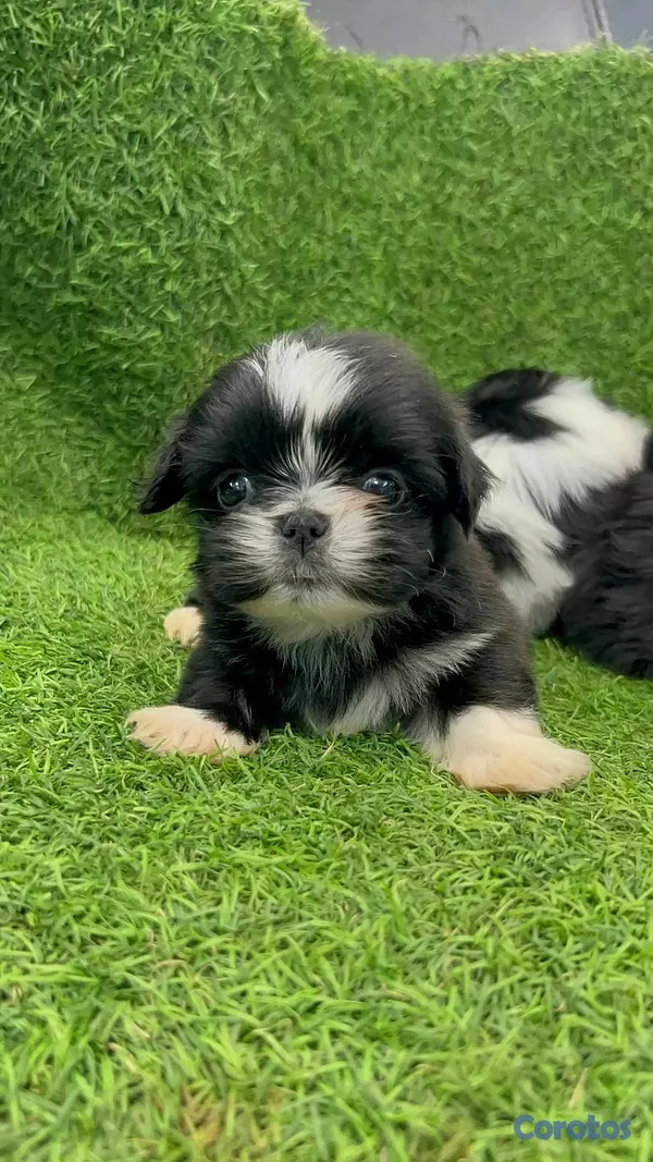 animales y mascotas - hermosos cachorritos Shitzu ambos sexo  6