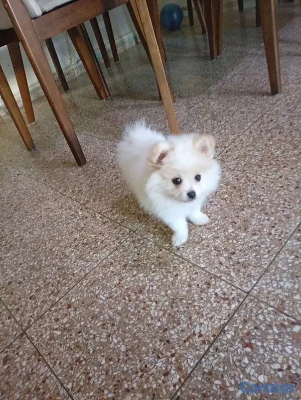 animales y mascotas - Pomerania Macho 2