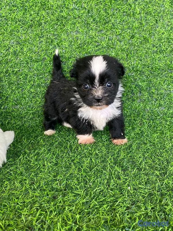 animales y mascotas - hermosos cachorritos de shipoo toy  4