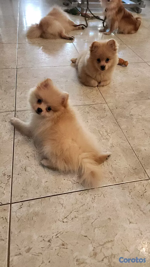 animales y mascotas - CACHORRO MACHO POMERANIA 2