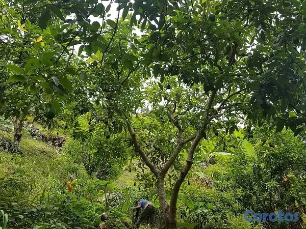 solares y terrenos - venta de finca en Villa Altagracia con cacao,aguacate y Chinola con 266,252mts 5