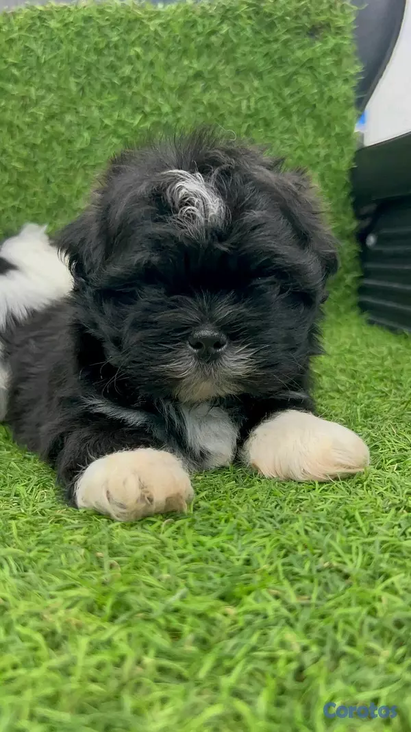 animales y mascotas - hermosos cachorritos Shitzu ambos sexo  7