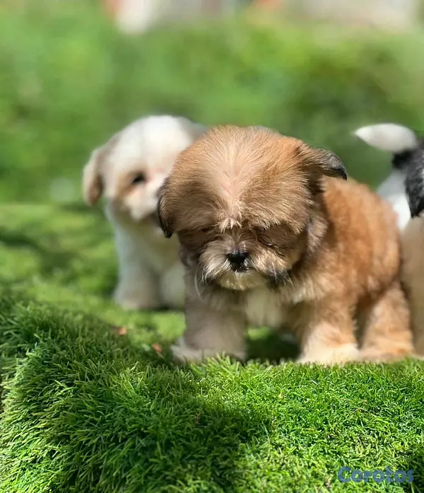 animales y mascotas - hermosos cachorritos de shipoo toy  2