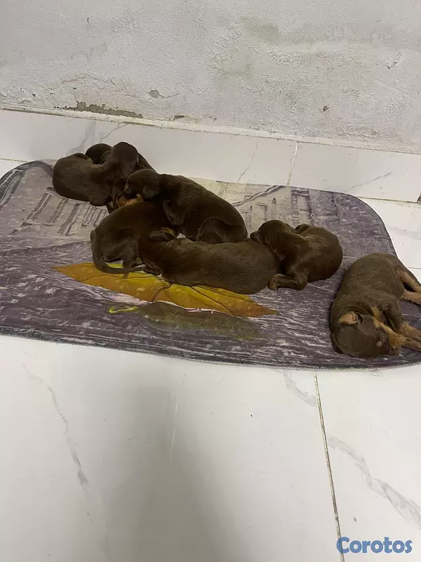 animales y mascotas - Chacorros dóberman negociables  3