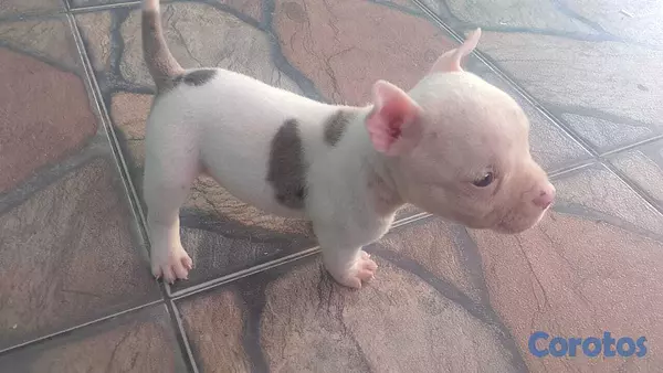 animales y mascotas - Micro american bully macho  3
