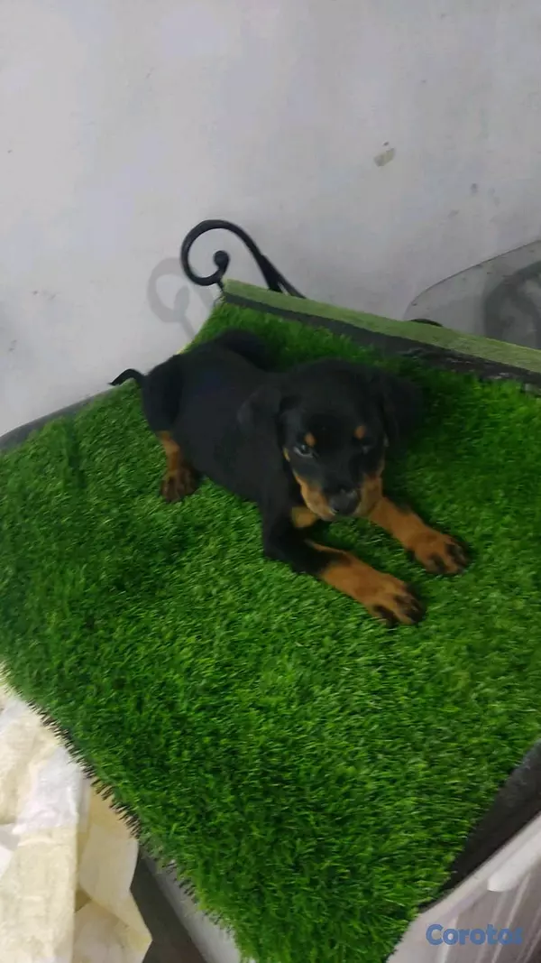 animales y mascotas - hermosos Cachorros Rottwailer ambos sexo 9
