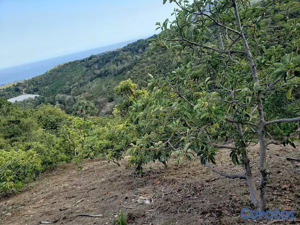 solares y terrenos - Vendo Finca de AGUACATE en Paraíso, BARAHONA, 255,600 Mts.2, VISTA AL MAR (en Pr 5
