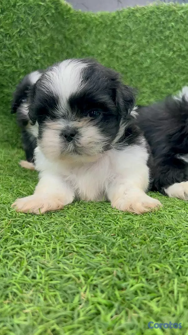 animales y mascotas - hermosos cachorritos Shitzu ambos sexo  8