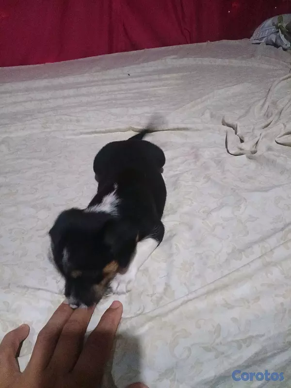 animales y mascotas - shih-chi-poo  5