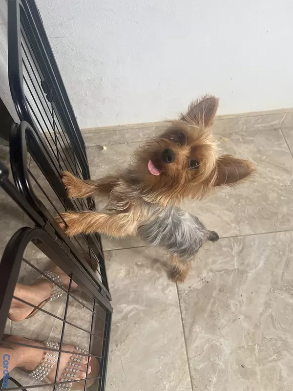 animales y mascotas - Yorkshire, terrier 3