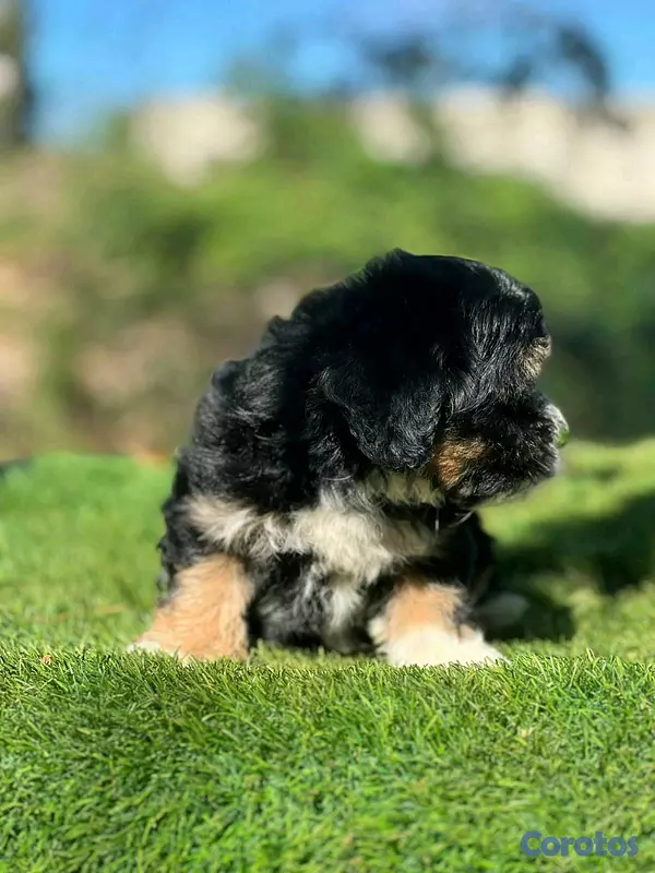 animales y mascotas - hermosos cachorritos de shipoo toy  4