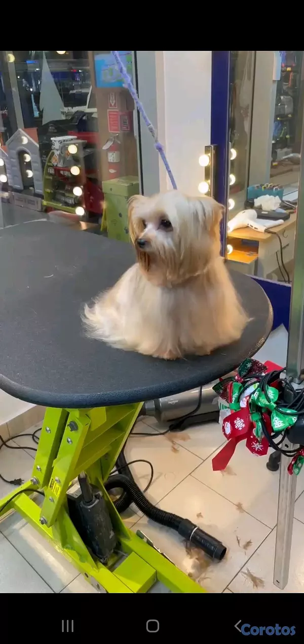 animales y mascotas - yorkie disponible para monta padrote  2