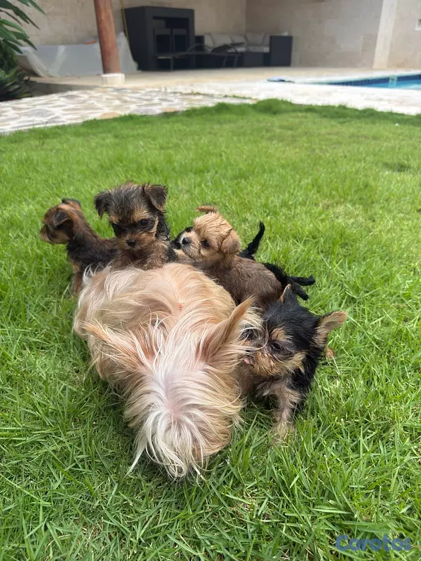 animales y mascotas - Yorkshire terrier linaje ruso  10