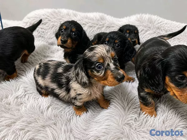animales y mascotas - hermosos cachorritos salchicha pelo largo 2