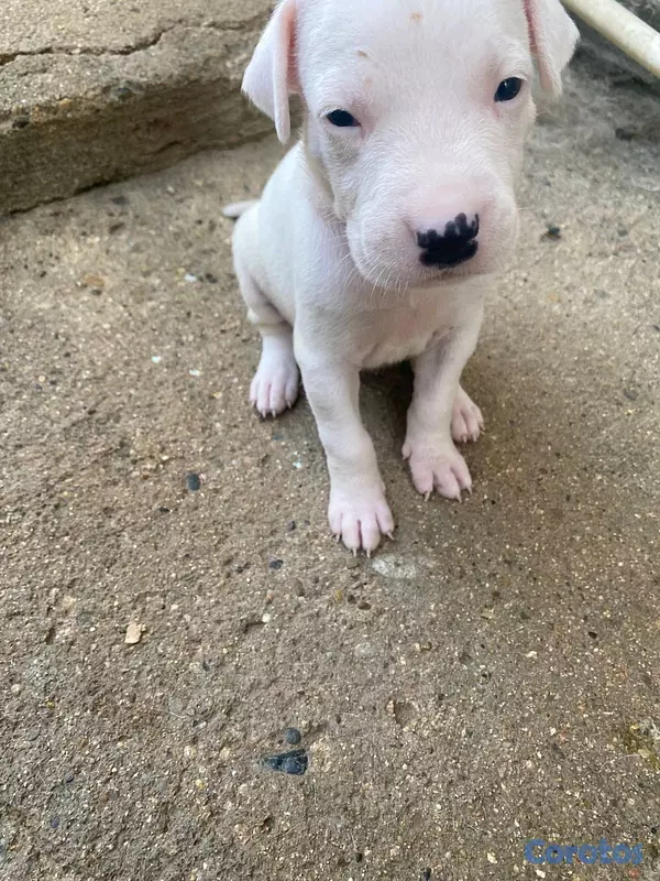 animales y mascotas - dogo argentino  3