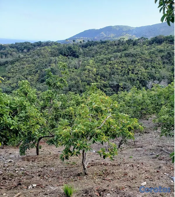 solares y terrenos - Vendo Finca de AGUACATE en Paraíso, BARAHONA, 255,600 Mts.2, VISTA AL MAR (en Pr 7
