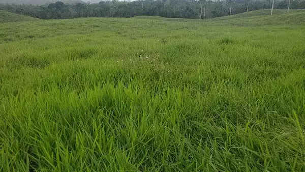 solares y terrenos - Finca de 4,480 tareas en Hato Mayor 9