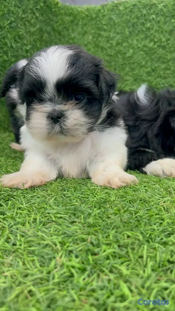 animales y mascotas - hermosos cachorritos Shitzu ambos sexo  9