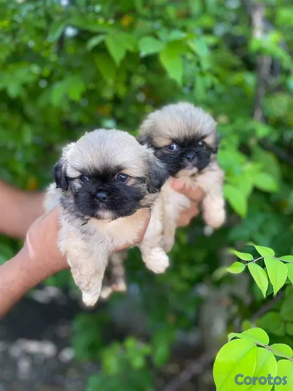 animales y mascotas - Pekinés  5