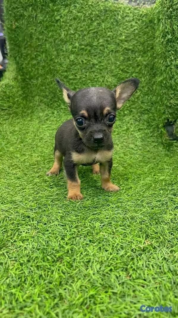 animales y mascotas - Hermosos cachorritos de chihuahua  4