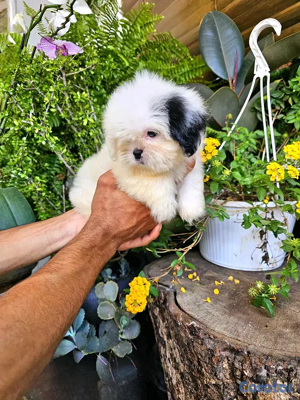 animales y mascotas - Shitzu mini super pequeñito y peluditos 100% 3