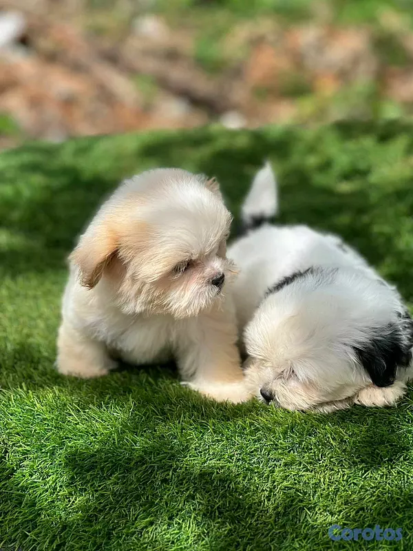 animales y mascotas - hermosos cachorritos de shipoo toy  5