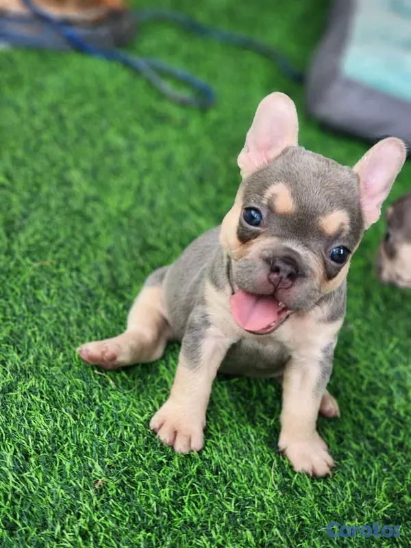 animales y mascotas - hermosos Cachorros buldog frances ambos sexo  7