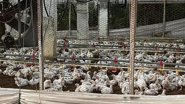 otros inmuebles - Granja de pollo  en moca con  30 tareas 1