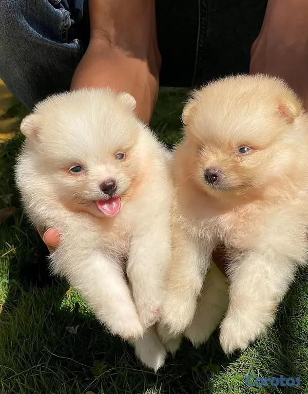 animales y mascotas - hermosos cachorritos pomeraia mini toy 4