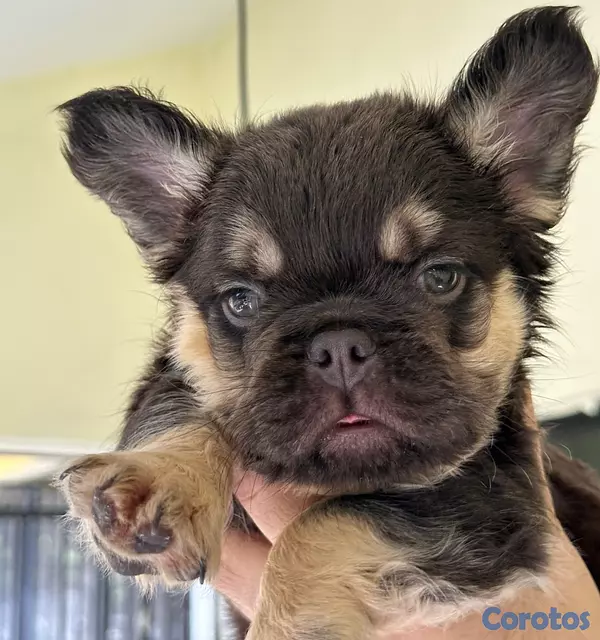 animales y mascotas - Bulldog frances fluffy macho disponible 2
