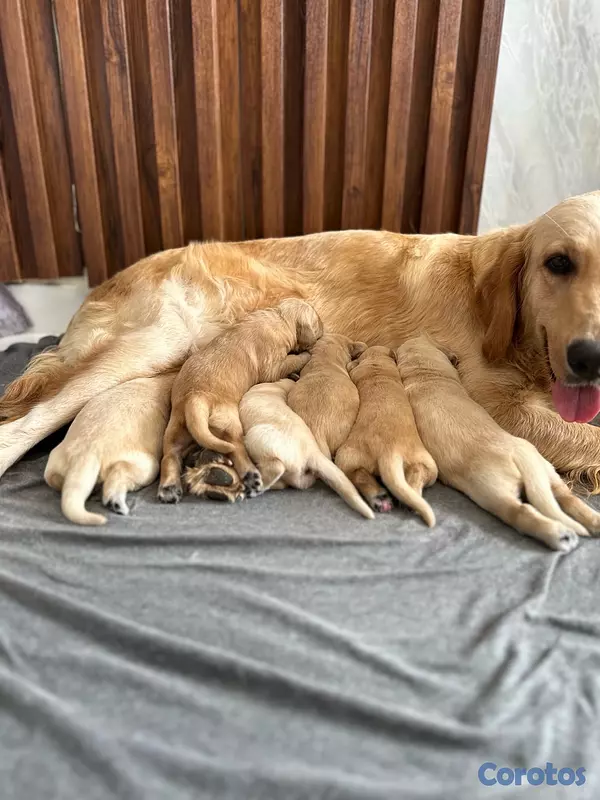 animales y mascotas - Cachorros Golden Retriever  7