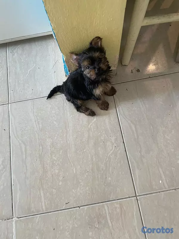 animales y mascotas - Yorkie Macho  5