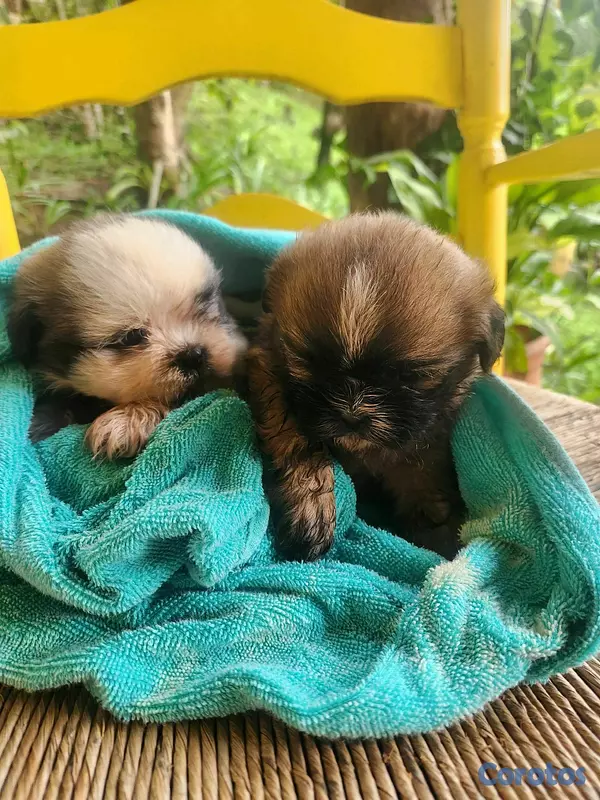 animales y mascotas - SHIH TZU CACHORROS  2