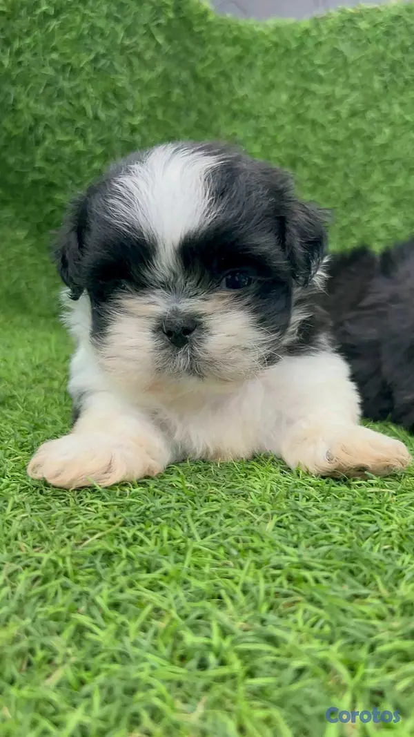 animales y mascotas - hermosos cachorritos Shitzu ambos sexo  10