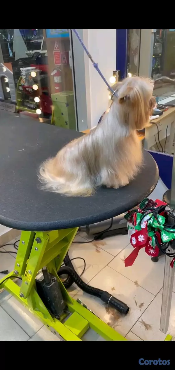 animales y mascotas - yorkie disponible para monta padrote  3