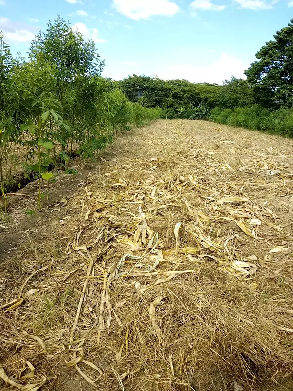 solares y terrenos - Finca en Rancho Arriba en San José de Ocoa 4