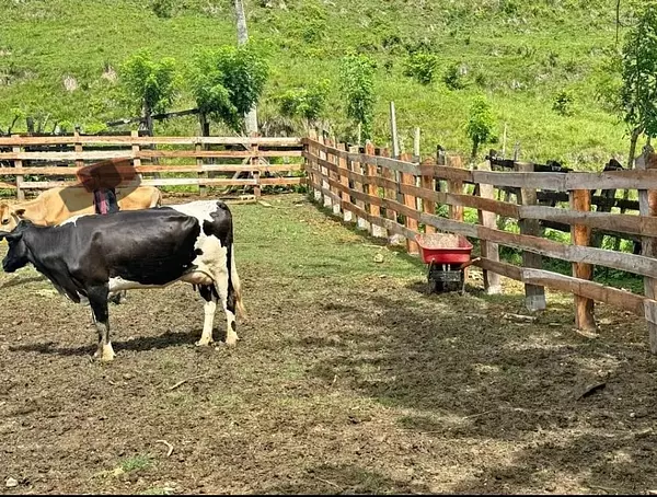 solares y terrenos - finca ganadera en río San Juan  2