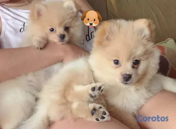 animales y mascotas - CACHORRO MACHO POMERANIA 3
