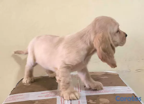 animales y mascotas - Cocker Spaniel Bien Lindos Hembras Y Machos 😍😍 10
