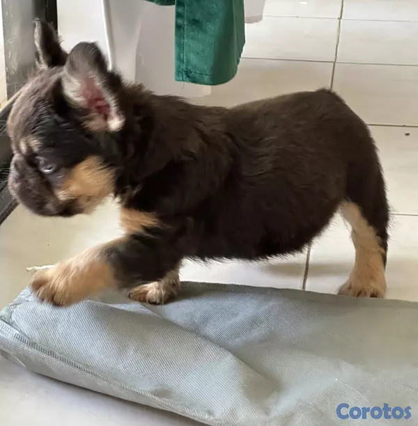 animales y mascotas - Bulldog frances fluffy macho disponible 3