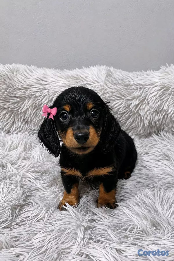 animales y mascotas - hermosos cachorritos salchicha pelo largo 3