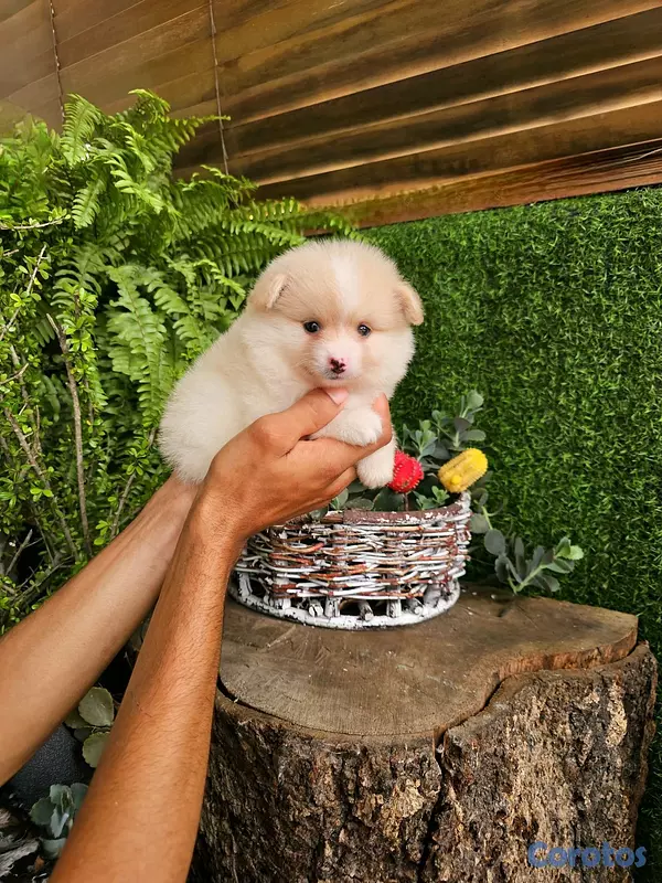 animales y mascotas - Pomerania super pequeñitos y peluditos 100% 6