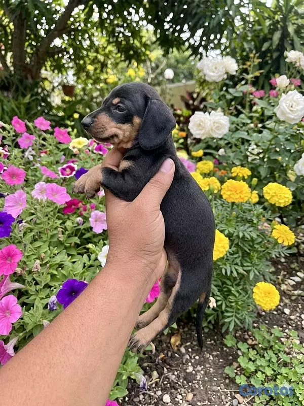 animales y mascotas - hermosos cachorritos de salchicha  3