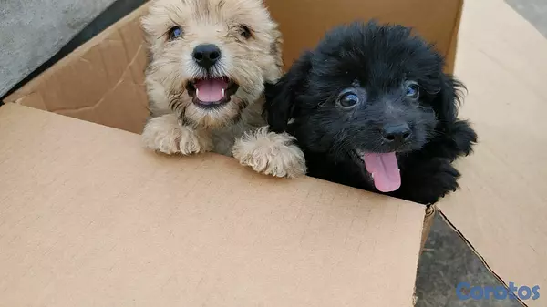 animales y mascotas - shihpoo,chipoo,shipo,poodle 2