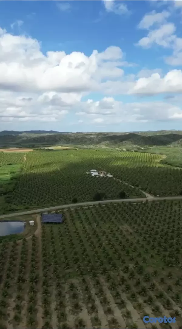 solares y terrenos - Finca de Coco Enanos en Monte Cristi 10