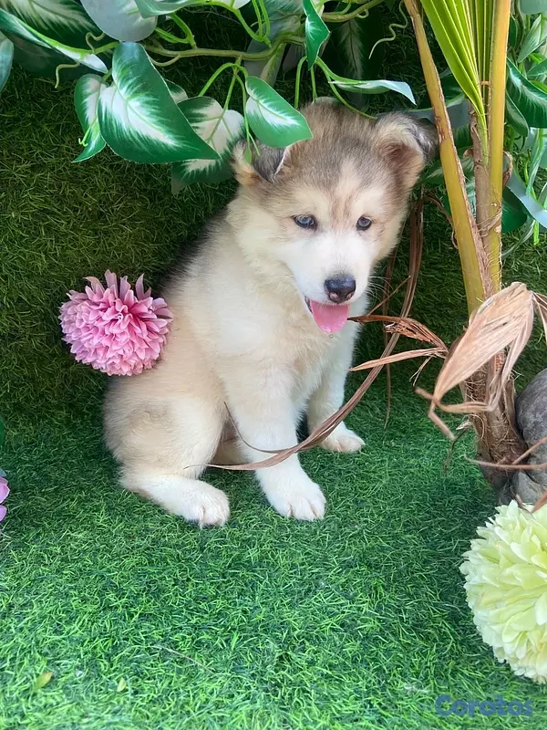 animales y mascotas - husky disponible info dm  3