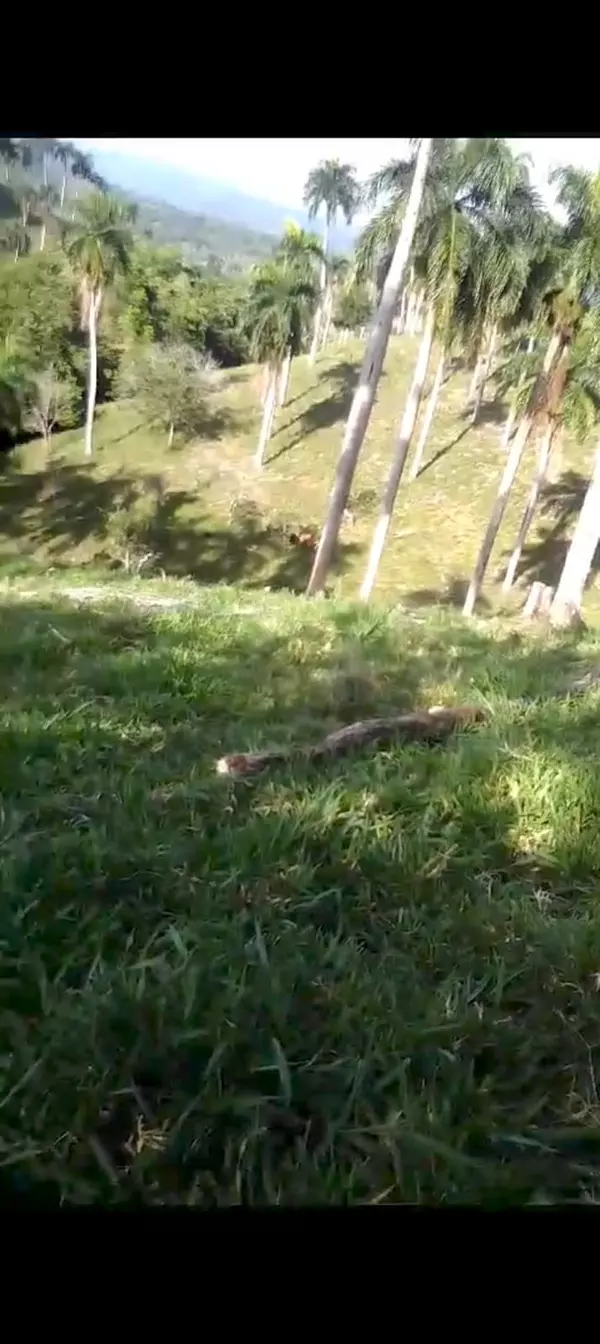 solares y terrenos - finca ganadera en Jamao  7