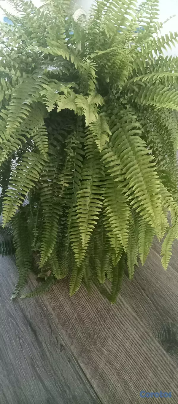 herramientas, jardines y exterior - Helechos Frondosos disponibles 😍 3