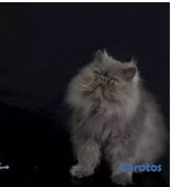 animales y mascotas - Gatito Persa Doll Face Negro bello y exótico! 2