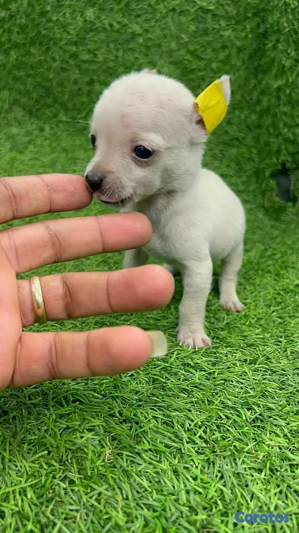 animales y mascotas - Hermosos cachorritos de chihuahua  5